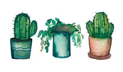 Set of three plants. Hand drawn flowers in a pot. Set of flowers in watercolor