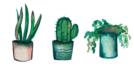 Set of three plants. Hand drawn flowers in a pot. Set of flowers in watercolor