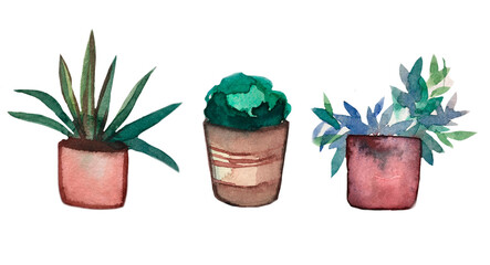 Set of three plants. Hand drawn flowers in a pot. Set of flowers in watercolor