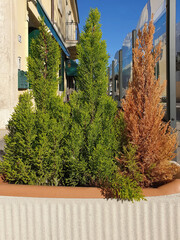 Thuja trees are green, healthy grow with a brown, diseased thuja tree on a city street.