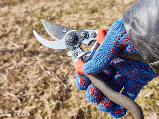 Secateurs, scissors for pruning tree branches. Work in the garden. Caring for fruit trees.