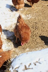 chicken in the farm
