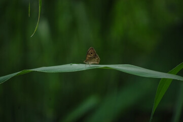 butterfly on a leaf