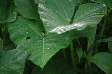 leaves with dew drops