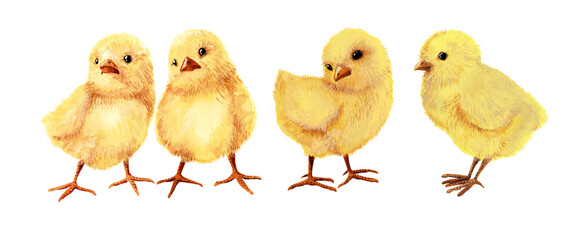 chickens isolated on white background. watercolor illustration. 