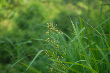 green grass background