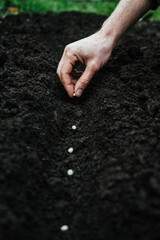 a man sows peas in the ground for planting, holds a handful of green eco-friendly seeds in his hands 5