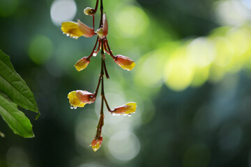 ツンベルギアの蕾