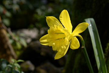 バラモンガイア・ウェベルバウエリ