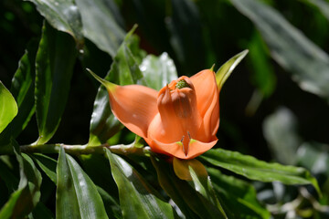 フレイキネティア・ムルチフロラ