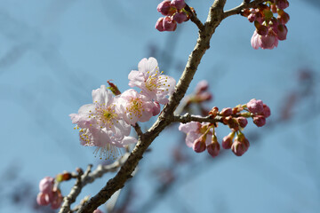 カラミザクラ　唐船