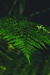 leaf © Kama