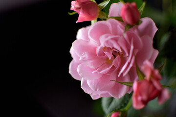 Fototapeta na wymiar ピンクのバラ、黒背景