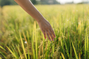 Pregnant woman going at the field with green grass and more her hand on the grass. Sunshine summer vibes