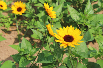 ひまわり畑（サンビリーバブル）