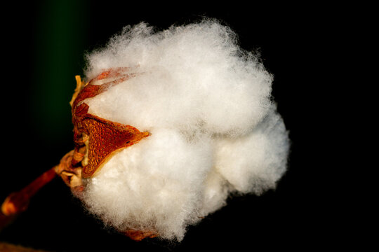 Macro detail of white cotton flower with black background.