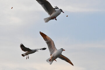 Picture of three seagulls flew in to snatch food that the tourists throw up in the air. Birds flying in the sky with white clouds in Thailand. Winter Migratory birds at Bang Pu Recreation Center.
