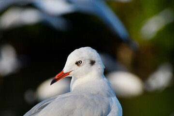 Close-up of a seagull's face with orange pointed beak, black tip, white feathers standing facing left. Bird head on green blur background.
