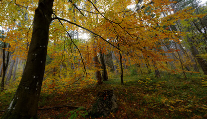 Herbstliche Landschaft in Niederösterreich, Bad Vöslau
