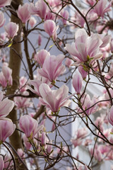 Close up of pastel pink magnolia flowers. Photographed in Notting Hill, west London UK. Magnolia trees flower for about three days a year in springtime.
