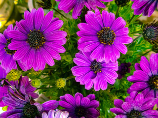 Fototapeta premium African daisies, Cape marguerite flowers close up view