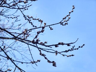 Spring tree flowering. Branch of willow wkith catkins - lamb's-tails. Slovakia