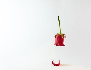 Creative layout made of flowers and leaves. Flat lay. Nature concept. Space for text. Nature Trendy Decorative Design.