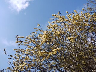 Spring tree flowering. Branch of willow wkith catkins - lamb's-tails. Slovakia