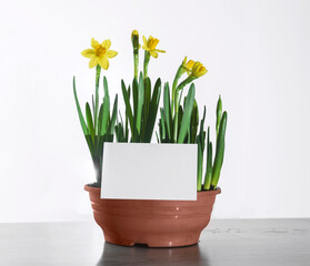 blooming daffodils in a flower pot on a white background, card for a congratulatory text
