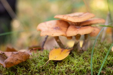 Mushrooms honey agarics grow on the ground, in the grass in the forest, Russia.