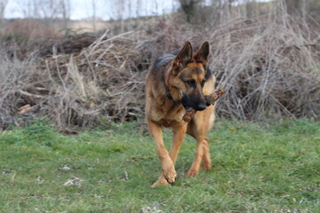 Perro pastor alemán en el campo