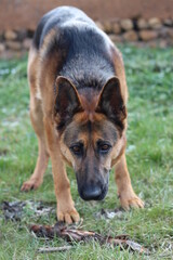 Perro pastor alemán en el campo