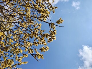 Spring tree flowering. Branch of willow wkith catkins - lamb's-tails. Slovakia