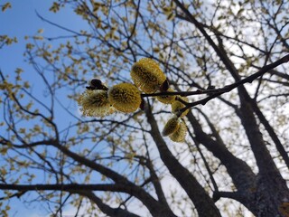 Spring tree flowering. Branch of willow wkith catkins - lamb's-tails. Slovakia