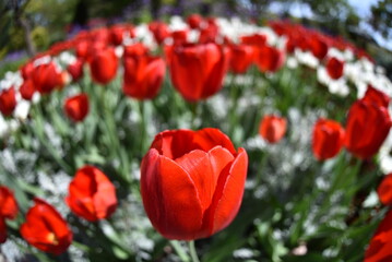 Obraz premium チューリップ