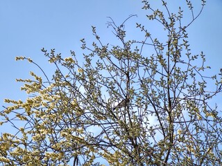 Spring tree flowering. Branch of willow wkith catkins - lamb's-tails. Slovakia
