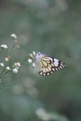 Plakat A yellow butterfly delicately perched on some tiny white flowers