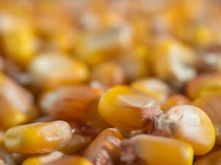 Beautiful popcorn background for various purposes. Popcorn kernels in a defocused spiral close-up. Golden corn grains for food, pattern