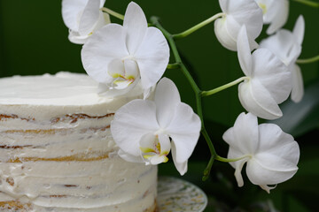 Fototapeta na wymiar white orchid flowers next to the cake on a green background