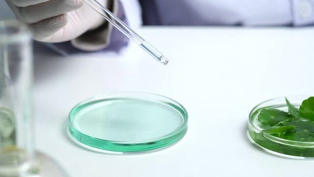 Scientist dripping blue liquid into gotu kula in petri dish in laboratory background for experimental advertising 