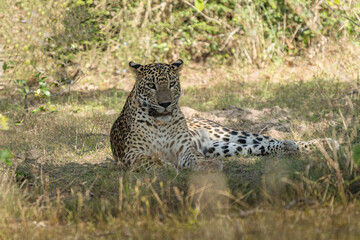Panthera Paradus Kotiya (Sri Lanka Leopard), posing for the camera.