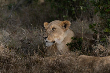 Big lion lying on savannah grass. Landscape with characteristic trees on the plain and hills in the background