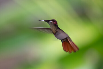 Fototapeta na wymiar Ruby-topaz hummingbird (Chrysolampis mosquitus) bird in flight. Hummingbird flying with blurred green background. . Wildlife scene from nature. Birdwatching in Trinidad and Tobago.