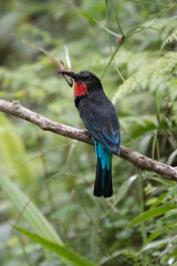 Black bee-eater, Merops gularis, bird in the family Meropidae. African tropical rainforest. Black bee-eater sitting on the tree branch in the Kibale National Park in Uganda, Africa. Wildlife nature