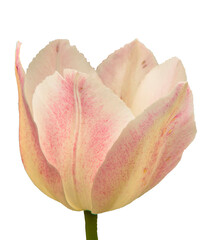 A white tulip flower bud with pink speckles, highlighted on a white background. Close-up of a natural white-pink tulip flower. Beautiful spring flower for design