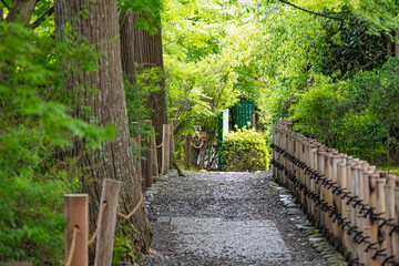 wooden bridge in the forest