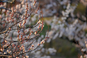 白い梅と紅い梅