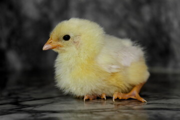 Chick (White Leghorn Variety)