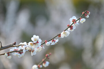 白い梅と紅い梅