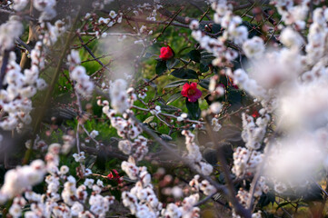 白い梅と紅い梅